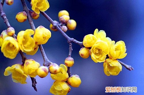 腊梅枯了怎么办 刚移栽的腊梅无精打采，还掉叶子，不知道怎么办？是什么原因？