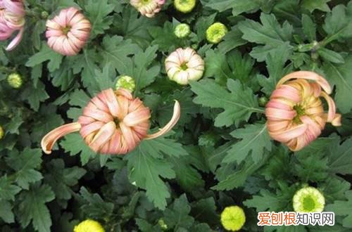菊花的花苞打不开,只开一半怎么回事 菊花花苞迟迟打不开是什么原因？怎么办？