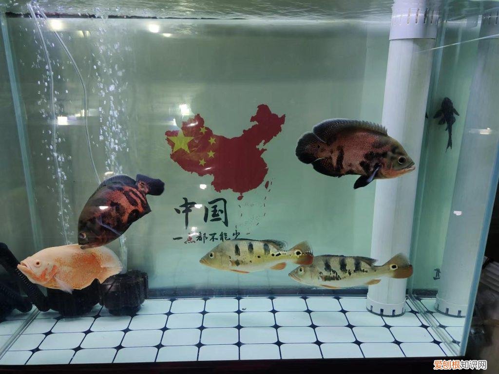 观赏鱼不吃食是什么原因 观赏鱼不吃食怎么回事