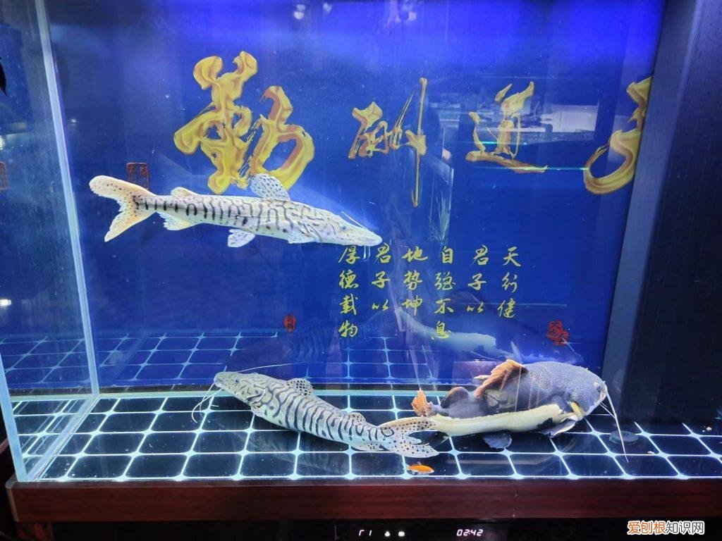 观赏鱼不吃食是什么原因 观赏鱼不吃食怎么回事