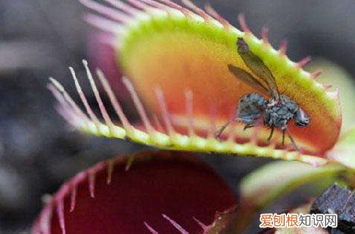 捕蝇草开花后怎么办 捕蝇草会开花吗？开花后会死吗？要怎么养才会开花？
