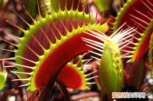 捕蝇草开花后怎么办 捕蝇草会开花吗？开花后会死吗？要怎么养才会开花？