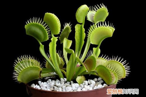 捕蝇草开花后怎么办 捕蝇草会开花吗？开花后会死吗？要怎么养才会开花？