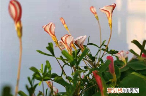 长得像雪花的植物 长得像“冰淇淋”的花你见过吗？它适合秋天种植，还要这样养！