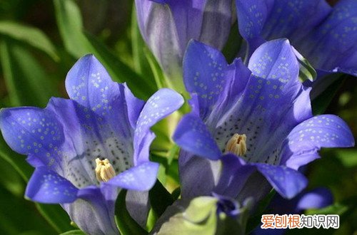 龙胆花叶子枯萎 龙胆花叶子发黄掉落是有原因的，排查这几个点，就能找到解决方法
