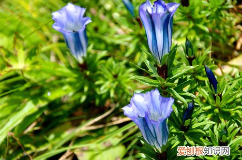 龙胆花叶子枯萎 龙胆花叶子发黄掉落是有原因的，排查这几个点，就能找到解决方法