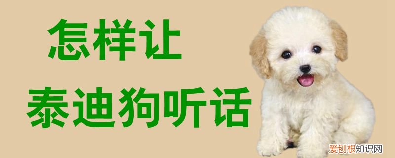 怎样让泰迪狗听话，怎么才能让泰迪听话