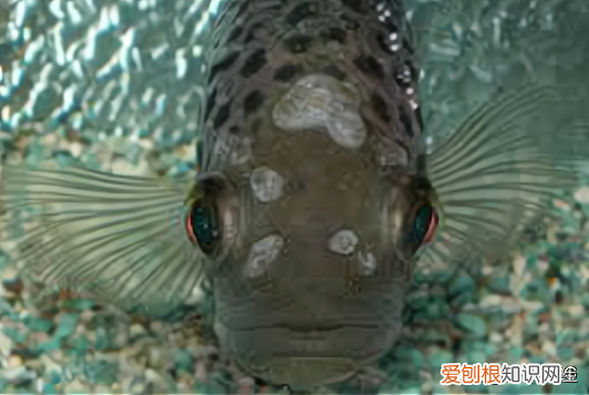 鱼头上长的是什么 鱼头上长的白色的烂洞