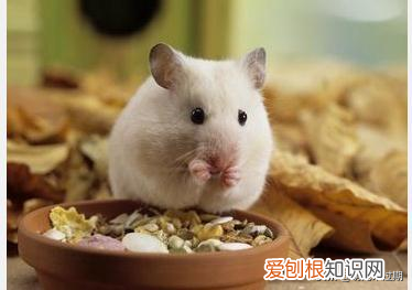 仓鼠该怎么养活? 刚出生的小仓鼠该怎么养