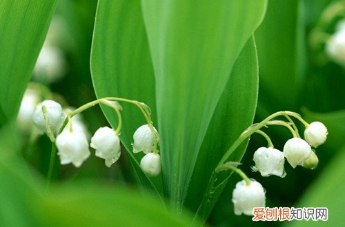 铃兰花盆栽的养殖方法和注意事项 铃兰如何养？其实只要注意好养护方法，就能开花！