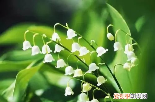 铃兰花盆栽的养殖方法和注意事项 铃兰如何养？其实只要注意好养护方法，就能开花！