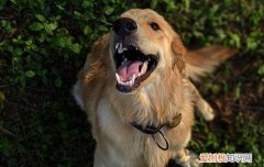 狗狗脱肛塞回去技巧