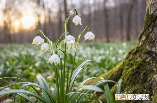 雪片莲需要低温春化吗 雪片莲要这样养护，春天开花不是问题！