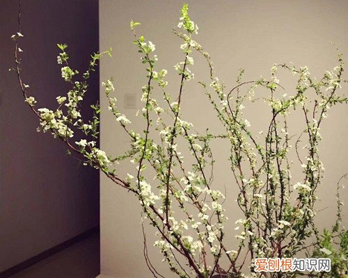 雪柳是干养还是水培 雪柳要怎么养护？到底是干养好呢，还是水养好？