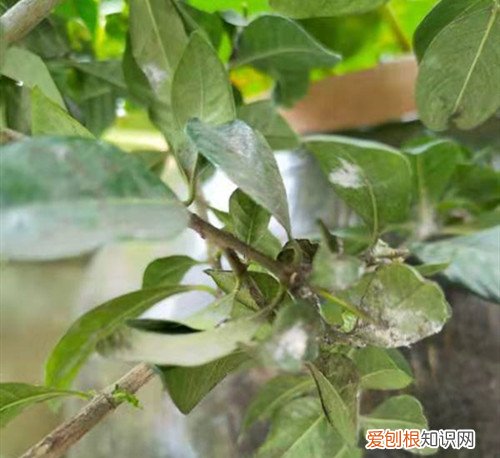 买的茶花掉叶子的补救方法 茶花背面长了东西抠不下来,这个怎么治,喷什么药呢?