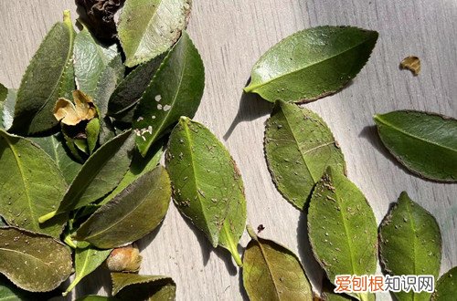 买的茶花掉叶子的补救方法 茶花背面长了东西抠不下来,这个怎么治,喷什么药呢?