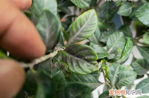 买的茶花掉叶子的补救方法 茶花背面长了东西抠不下来,这个怎么治,喷什么药呢?