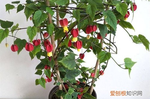 风铃花为什么不开花 蔓性风铃花不开花怎么办?它哪个时候可以开花!