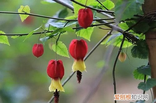 风铃花为什么不开花 蔓性风铃花不开花怎么办?它哪个时候可以开花!