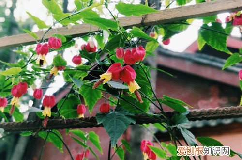 风铃花为什么不开花 蔓性风铃花不开花怎么办?它哪个时候可以开花!