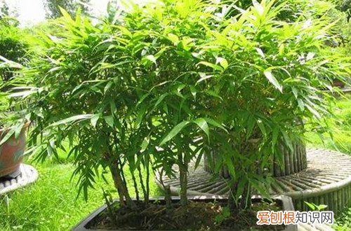 盆栽竹子冬季养护 盆栽竹子冬天养护要注意这几点细节，就能安全过冬！