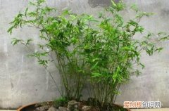 盆栽竹子冬季养护 盆栽竹子冬天养护要注意这几点细节，就能安全过冬！