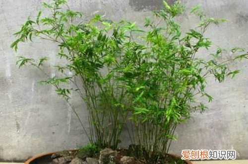 盆栽竹子冬季养护 盆栽竹子冬天养护要注意这几点细节，就能安全过冬！
