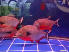 罗汉鱼变色吗 罗汉鱼颜色变深怎么办