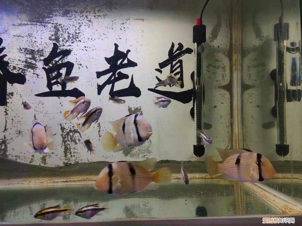 罗汉鱼变色吗 罗汉鱼颜色变深怎么办