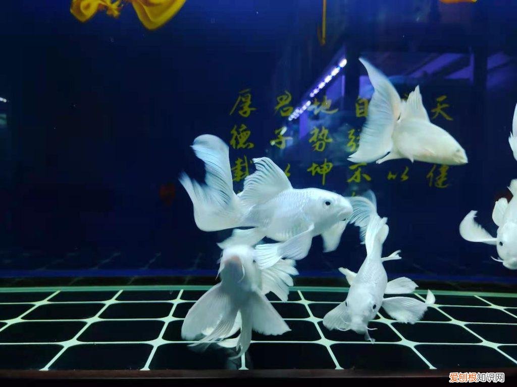 罗汉鱼变色吗 罗汉鱼颜色变深怎么办