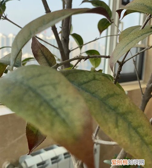 桂花树有枯叶怎么办 桂花树叶子都枯了是怎么回事?怎么防治?