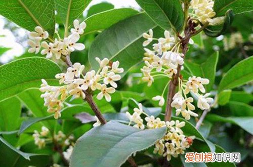 桂花树有枯叶怎么办 桂花树叶子都枯了是怎么回事?怎么防治?