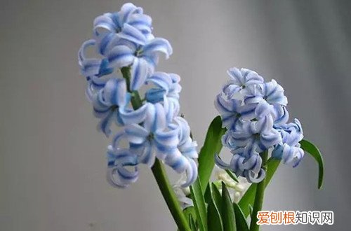 冬天开花都有什么花 冬天能开花的有什么花？来看看花友推荐的，有好多哦！