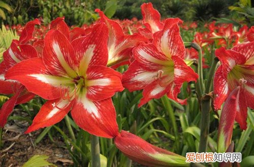 冬天开花都有什么花 冬天能开花的有什么花？来看看花友推荐的，有好多哦！