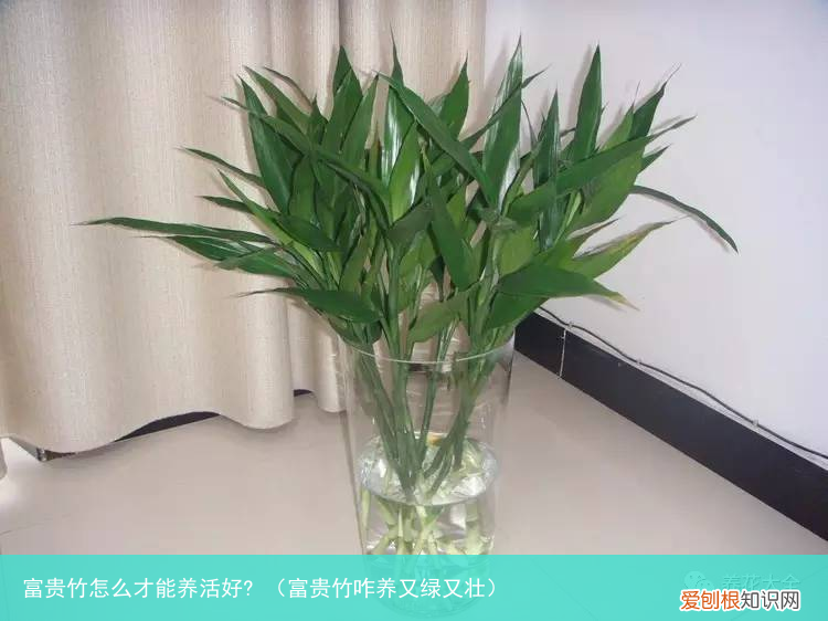 富贵竹咋养又绿又壮 富贵竹怎么才能养活好?