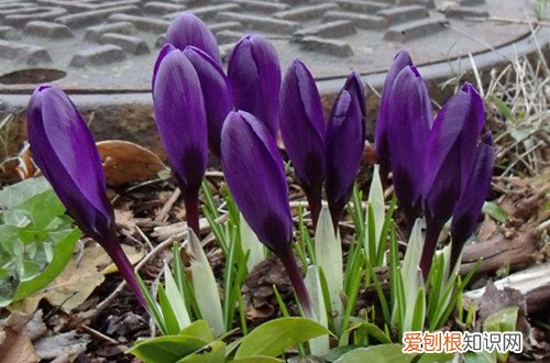 藏红花为什么叶子疯长 藏红花为什么光长叶子不开花？它的花期是什么时候？