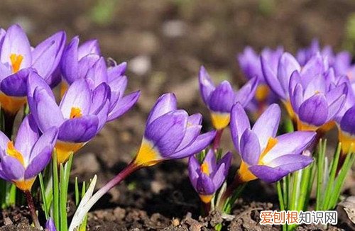 藏红花为什么叶子疯长 藏红花为什么光长叶子不开花？它的花期是什么时候？