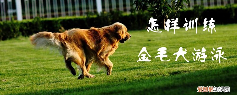 怎样训练金毛犬游泳，金毛犬游泳一般能游多长时间
