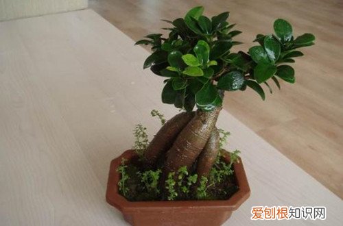 榕树叶子卷边 榕树的叶子卷曲怎么办?是什么原因?