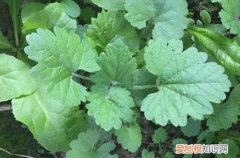 益母草的注意事项 小益母草要怎么养护？有哪些注意事项？