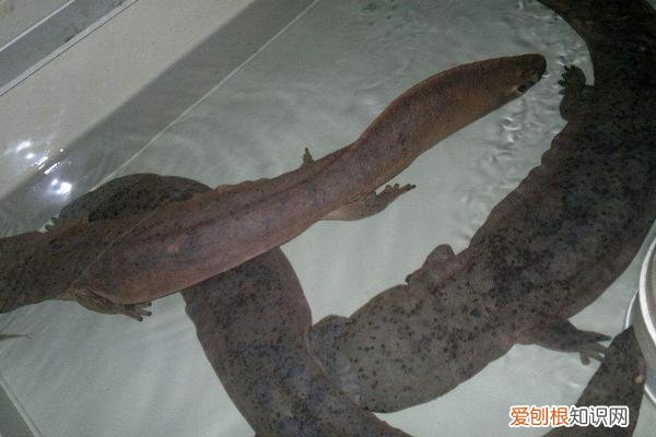 娃娃鱼饲养技术 娃娃鱼怎么饲养,视频