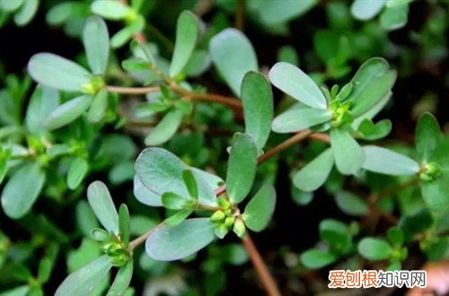 怎么种马齿苋能存活? 随处可见的马齿苋要怎么繁殖呢？