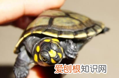黄头侧颈龟能用龟缸养吗怎么养 黄头侧颈龟能用龟缸养吗图片