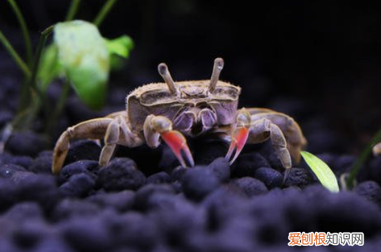黄头侧颈龟能用龟缸养吗怎么养 黄头侧颈龟能用龟缸养吗图片