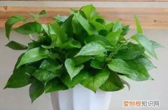 为什么绿萝越养叶子越小 为啥你养的绿萝越来越小呢？极有可能是这三个原因引起的！