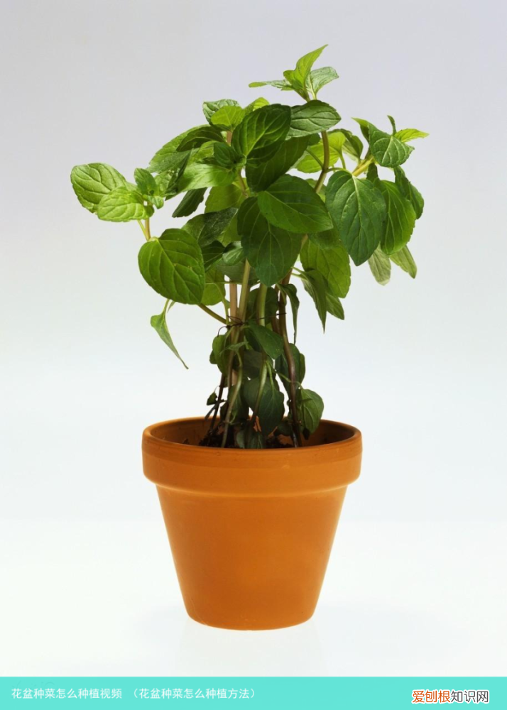 花盆种菜怎么种植方法 花盆种菜怎么种植视频