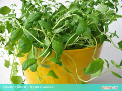 花盆种菜怎么种植方法 花盆种菜怎么种植视频