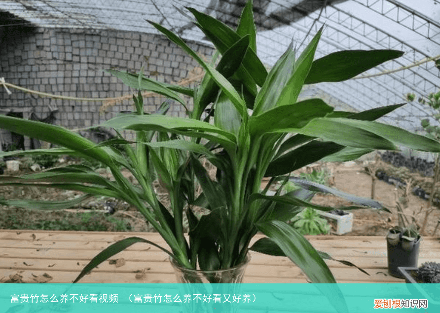 富贵竹怎么养不好看又好养 富贵竹怎么养不好看视频
