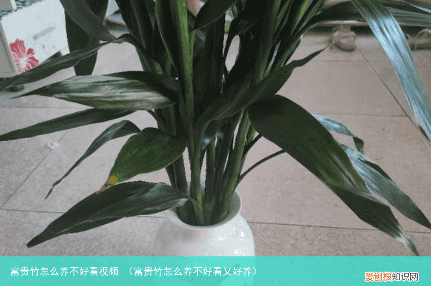 富贵竹怎么养不好看又好养 富贵竹怎么养不好看视频