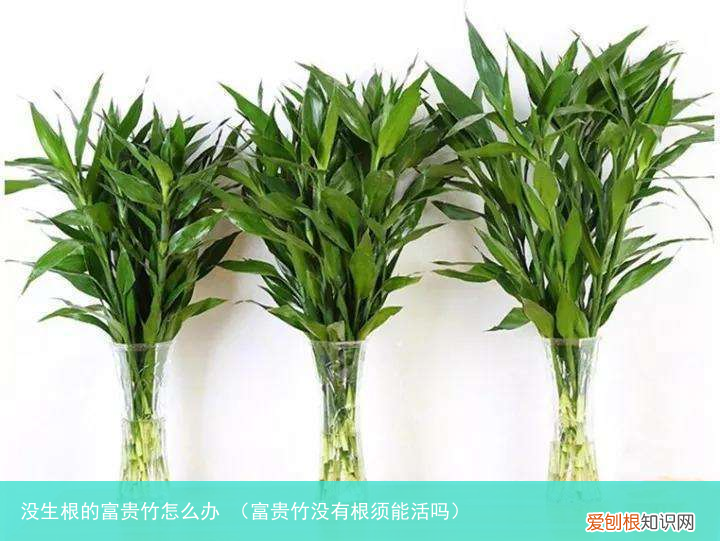富贵竹没有根须能活吗 没生根的富贵竹怎么办